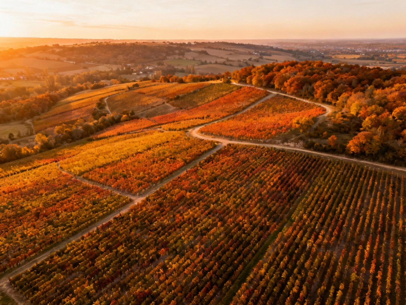 Les six crus du cognac : un terroir aux multiples facettes